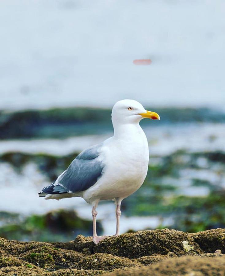 Sleepinconcarneau, 200 M De La Mer, Centre-Ville Pietonnier Dış mekan fotoğraf